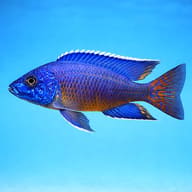 Ngara Peacock Cichlid side profile showing adult male shape — representative image - view 4
