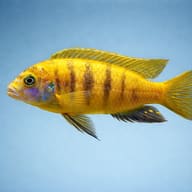 Pseudotropheus flavus side profile on a plain background - view 3
