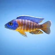 Fort Maguire Peacock (Aulonocara hansbaenschi) Cichlid side profile showing peacock shape — representative image - view 3