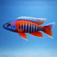 Freiberg's Peacock Cichlid (Aulonocara jacobfreibergi) showing Aulonocara body shape — representative image - view 3