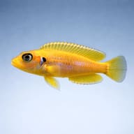 Illustrative side profile of a Gold Ocellatus Shell-Dweller (Neolamprologus ocellatus) above pale sand — representative image - view 3