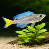 Cyprichromis leptosoma gold close view beside an aquarium plant - view 4