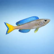 Cyprichromis leptosoma gold side profile on a plain background - view 3
