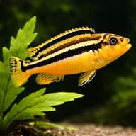 Golden Mbuna Auratus Cichlid — Melanochromis auratus body pattern and colour detail — representative image - view 4