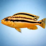 Side view of Golden Mbuna Auratus Cichlid (Melanochromis auratus) — representative image - view 3