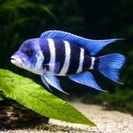 Frontosa Cichlid (Cyphotilapia frontosa) close view beside an aquarium plant - view 4