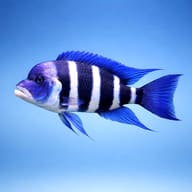 Frontosa Cichlid (Cyphotilapia frontosa) side profile on a plain background - view 3