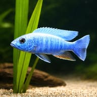Haplochromis fryeri iceberg close view beside an aquarium plant - view 4