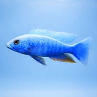 Haplochromis fryeri iceberg side profile on a plain background - view 3