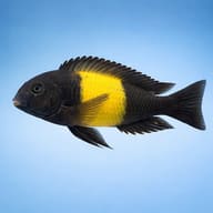 Tropheus moorii ikola side profile on a plain background - view 3