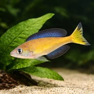Reference-led close view of Kasai Smallscale Cyprichromis colour, scales and fin shape — representative image - view 4