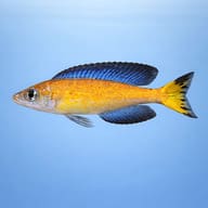 Side-profile reference image of male Cyprichromis microlepidotus Kasai with blue dorsal and yellow tail - view 3