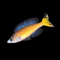 Supplier reference photograph of Cyprichromis microlepidotus Kasai male on a black background - view 5