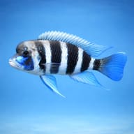 Cyphotilapia frontosa kigoma side profile on a plain background - view 3