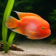 Green Sail-Fin Molly Pair (Poecilia velifera) pair in a planted aquarium - view 4