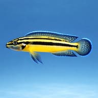 Representative side-profile illustration of Julidochromis marksmithi - view 3