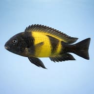 Representative side view of a Kiriza Tropheus showing its broad yellow body band - view 3