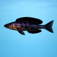 Kiriza Smallscale Cyprichromis (Cyprichromis microlepidotus) showing slender open-water body — representative image - view 3
