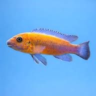 Scrapemouth mbuna Chilumba (Labeotropheus trewavasae chilumba) side profile on a plain background - view 3