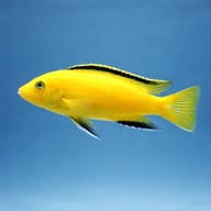 Side view of Yellow Lab Cichlid Labidochromis caeruleus — representative image - view 3