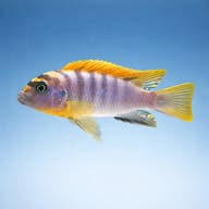 Hongi Cichlid — Side profile of Labidochromis sp. Hongi showing dark vertical bars — representative image - view 3