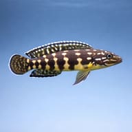 Marlier's Julie side profile showing spotted pattern (Julidochromis marlieri) — representative image - view 3