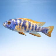 Scrapermouth Mbuna Marmalade (Labeotropheus trewavasae) profile view - view 4