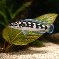 Masked Julie Gombi (Julidochromis transcriptus gombi) close view beside an aquarium plant - view 4