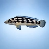 Masked Julie Gombi (Julidochromis transcriptus gombi) side profile on a plain background - view 3