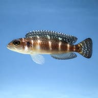 Meleagris Shell-Dweller — Neolamprologus stappersi side profile showing white-spotted fins — representative image - view 3