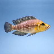 Spotted Mutondwe Compressiceps in side profile against a pale blue background - view 3