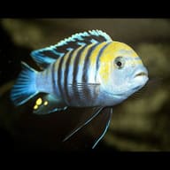 Adult male Cobue Afra cichlid with a yellow-gold forehead, blue body and dark vertical bars, close side view - view 1
