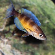 Supplier reference photograph of Cyprichromis zonatus showing the deeper body and blue-edged fins - view 5