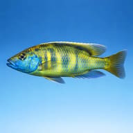 Venustus (Haplochromis venustus) side profile on a plain background - view 3