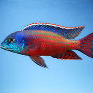 Adult male Nyassachromis boadzulu side-profile illustration - view 3