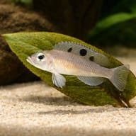 Ocellated Shell-Dweller beside plants and hardscape for scale — representative image - view 4