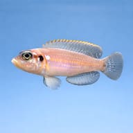 Ocellated Shell-Dweller (Lamprologus ocellatus) side profile over sand — representative image - view 3