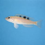 Ocellated Shell-Dweller — Side view of Neolamprologus kungweensis showing body pattern and fin detail — representative image - view 3