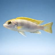 Labidochromis sp. perlmutt side profile on a plain background - view 3