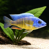 Representative digital illustration of an adult male Taiwan Reef Cichlid near aquarium plants — representative image - view 4