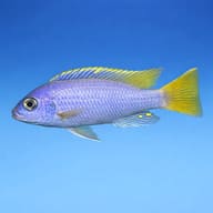 Representative side-view illustration of Yellow-Tail Acei Luwala — representative image - view 3