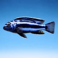 Maingano cichlid (Pseudotropheus cyaneorhabdos) side profile with dark blue and electric-blue stripes — representative image - view 3