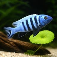 Blue Gold mbuna representative aquarium illustration; colour, sex and exact markings vary — representative image - view 4