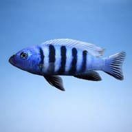 Blue Gold mbuna side-view illustration with a blue body and dark bars; real appearance varies — representative image - view 3