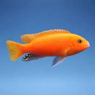 Pseudotropheus Zebra South (Pseudotropheus zebra red + red) side profile on a plain background - view 3