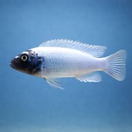 Pseudotropheus polit side profile on a plain background - view 3