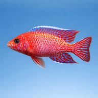 Representative side-view illustration of an adult Red Dragon hybrid peacock; juvenile colour differs — representative image - view 3