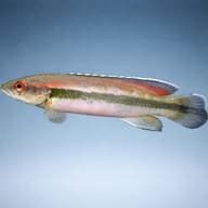 Crenicichla johanna — South American Cichlids — side profile on a plain background — representative image - view 3