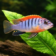 Red Top Hongi Cichlid beside aquarium plants - illustration; not a reliable scale reference - view 4