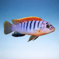 Side profile of a Red Top Hongi Cichlid with warm dorsal fin - representative illustration - view 3